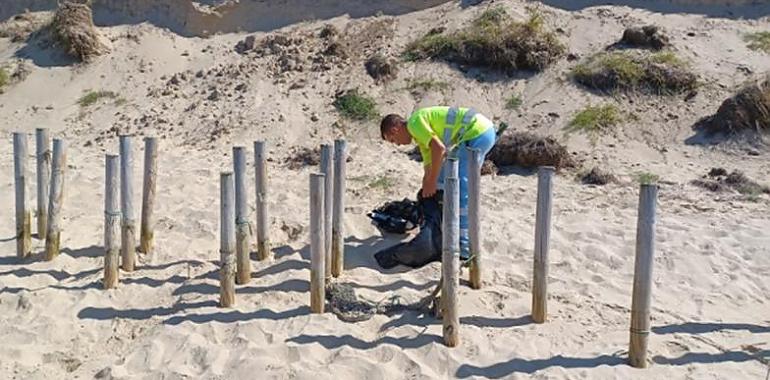 Avilés finaliza una limpieza profunda de la playa de San Balandrán, protegiendo el ecosistema dunar