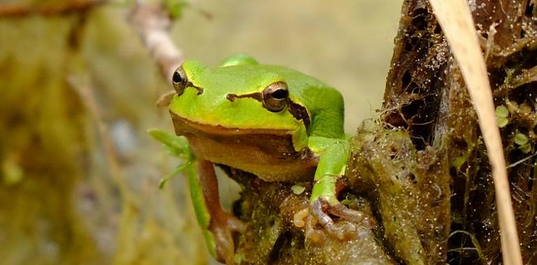 Las ranas de Chernóbil revelan la resistencia de la naturaleza: un estudio liderado por la Universidad de Oviedo muestra que la radiación no afecta su envejecimiento