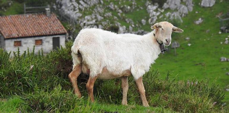 Potes revive el X Certamen Regional de Oveja y Cabra de los Picos de Europa tras 8 años de ausencia