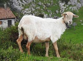 Potes revive el X Certamen Regional de Oveja y Cabra de los Picos de Europa tras 8 años de ausencia