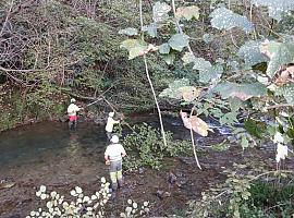 Inician obras de conservación en el río Riosa para prevenir inundaciones y proteger infraestructuras locales