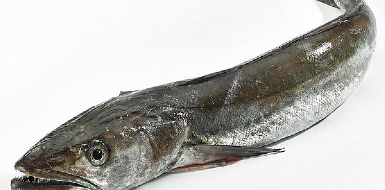 La Rula de Avilés lanza la campaña “Lonjas Asturianas: Merluza de la Rula” para impulsar el consumo del pescado estrella de Asturias