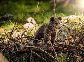 La Fundación Oso de Asturias redobla esfuerzos: Más educación, menos riesgos y un presupuesto récord para proteger al rey de los bosques