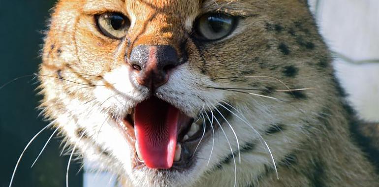 El Bosque acoge a Vladimir, un serval africano rescatado de la tenencia ilegal