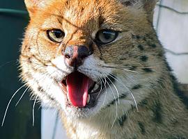 El Bosque acoge a Vladimir, un serval africano rescatado de la tenencia ilegal