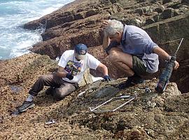 El secreto de los percebes: dejar adultos en las rocas puede salvar su futuro 