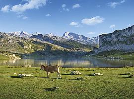 Picos de Europa: El tesoro natural que conquista Asturias y el mundo