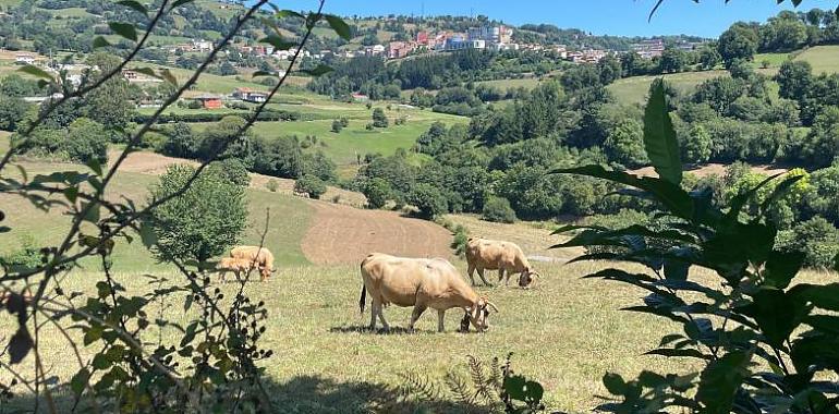 Protección para los ganaderos: más de un millón de euros en ayudas directas para combatir la enfermedad hemorrágica epizoótica