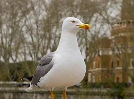 Asturias contabiliza más de 20.000 aves acuáticas en su censo anual: un termómetro de biodiversidad