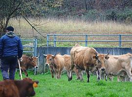 Impulso a la conciliación agraria: 450.000 euros para servicios de sustitución en explotaciones rurales