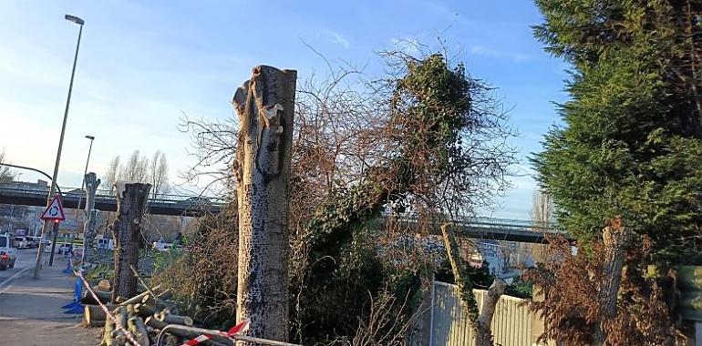 Avilés, la ciudad más contaminada de España, pierde sus grandes árboles urbanos