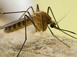 Detectan por primera vez el virus Sindbis en mosquitos del sureste de España: un nuevo reto para la salud pública