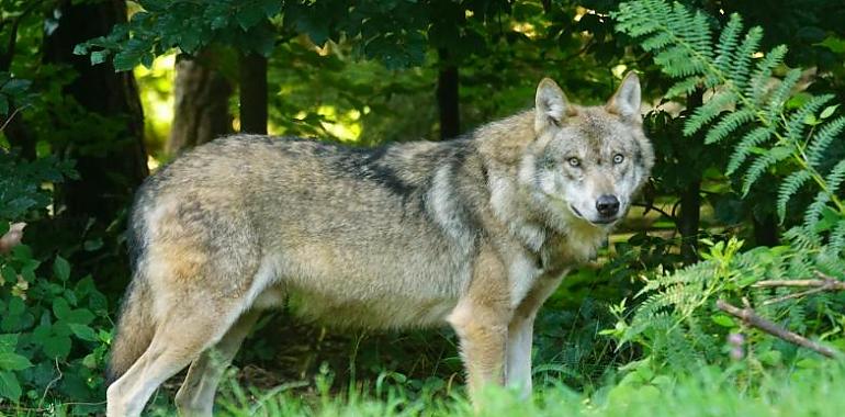 La expansión del lobo en Asturias: Un equilibrio entre conservación y sostenibilidad rural