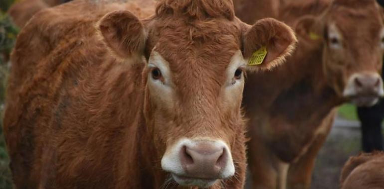 Tineo en pie de guerra: los ganaderos se rebelan contra el nuevo protocolo de tuberculosis bovina