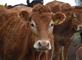 Tineo en pie de guerra: los ganaderos se rebelan contra el nuevo protocolo de tuberculosis bovina