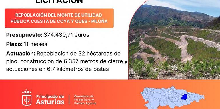 Reforestación del monte Cuesta de Coya y Ques en Piloña con una inversión de 374.000 euros