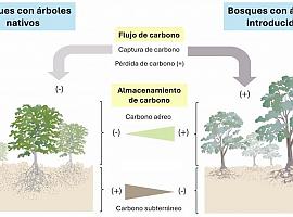 Las especies invasoras ponen en peligro la capacidad de los bosques para almacenar carbono, según un estudio de la Universidad de Oviedo