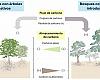 Las especies invasoras ponen en peligro la capacidad de los bosques para almacenar carbono, según un estudio de la Universidad de Oviedo