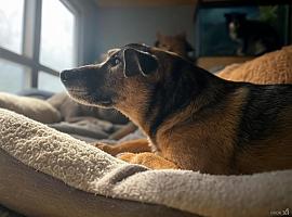 Candamo acogerá un nuevo refugio de animales: un proyecto clave para la protección y el bienestar animal en Asturias