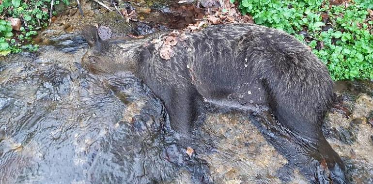 Misteriosa muerte de una osa en Somiedo: investigan las causas tras hallarla en un arroyo