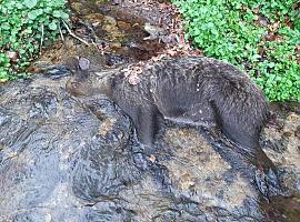 Misteriosa muerte de una osa en Somiedo: investigan las causas tras hallarla en un arroyo