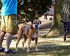 Avilés estrena cinco parques caninos con juegos para que los perros se ejerciten libremente