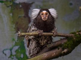 Micu, el nuevo primate rescatado que encuentra hogar en El Bosque