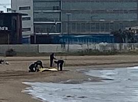 Macabro hallazgo en la playa de San Lorenzo: el cadáver de un hombre flotaba en el agua al amanecer