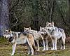 Los ganaderos asturianos llevarán su lucha al Congreso en una votación clave sobre la protección del lobo