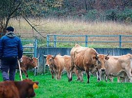 Asturias lanza nuevas ayudas millonarias para modernizar el campo: hasta 800.000 € por explotación y prioridad para jóvenes, mujeres y nuevos agricultores