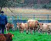 Asturias lanza nuevas ayudas millonarias para modernizar el campo: hasta 800.000 € por explotación y prioridad para jóvenes, mujeres y nuevos agricultores