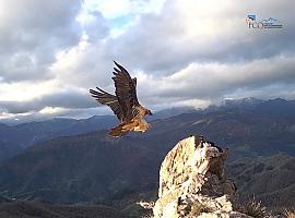 Tres nuevos polluelos de quebrantahuesos nacen en libertad en los Picos de Europa y consolidan la recuperación de la especie en la cordillera Cantábrica