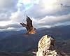 Tres nuevos polluelos de quebrantahuesos nacen en libertad en los Picos de Europa y consolidan la recuperación de la especie en la cordillera Cantábrica