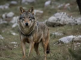 Lobos del norte para salvar al sur: UPA propone sacar ejemplares jóvenes de zonas como Asturias para aliviar a la ganadería