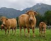 Asturias sube las indemnizaciones por daños de fauna silvestre: hasta un 27% más para el ganado vacuno