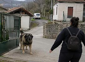 Un mastín hiere gravemente a una trabajadora en Turón y reabre la preocupación por los perros sin control