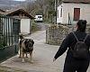 Un mastín hiere gravemente a una trabajadora en Turón y reabre la preocupación por los perros sin control