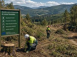 Asturias destina 5,5 millones a limpiar montes, prevenir incendios y recuperar bosques dañados