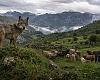 Asturias comenzará en septiembre a extraer lobos: un máximo de 67 ejemplares hasta finales de 2027