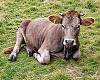 La vaca Parda busca sitio en el futuro del campo asturiano: genética, queso y rentabilidad a debate en Gijón