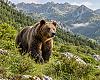 La Casa del Oso ya atrae a más madrileños que asturianos: uno de cada seis visitantes llega desde Madrid