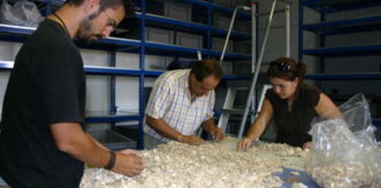 Estudian la producción de tinte púrpura en la Antigüedad Clásica