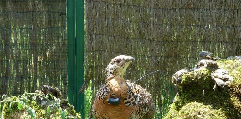 Trasladan a Redes una urogallina con comportamiento anómalo