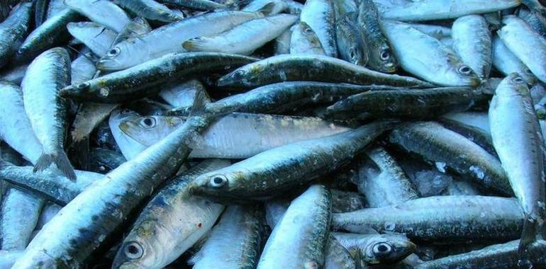 Identifican sardinas y jureles con técnicas 