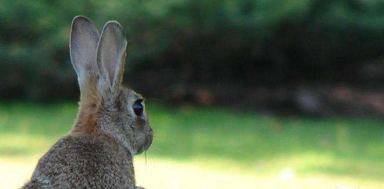 Un estudio defiende que el pico de población de conejos se autorregulará sin adoptar medidas agresivas