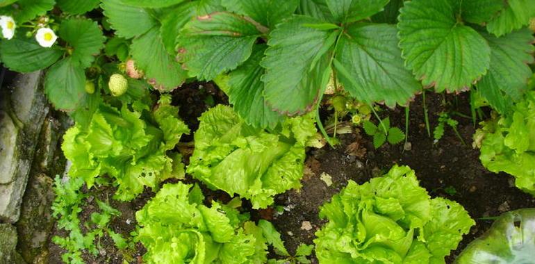 Un laboratorio valida cerca de 290 plaguicidas en 24 horas en frutas y hortalizas