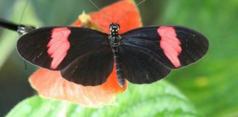 La promiscuidad de las mariposas mejora su supervivencia