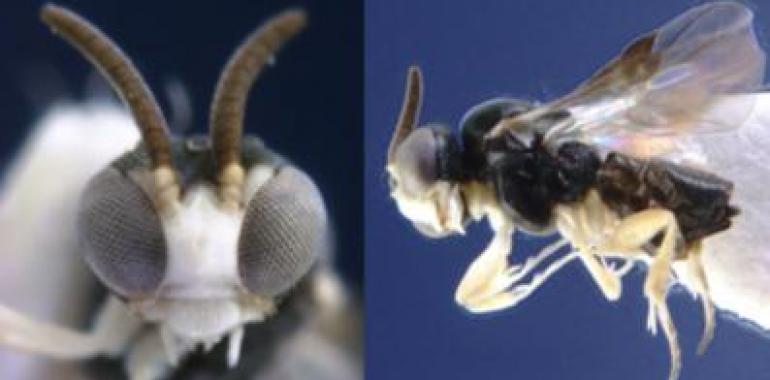 Una avispa española en el Top 10 de nuevas especies 2012