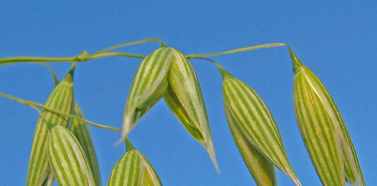 La avena es tóxica para celíacos según su variedad 