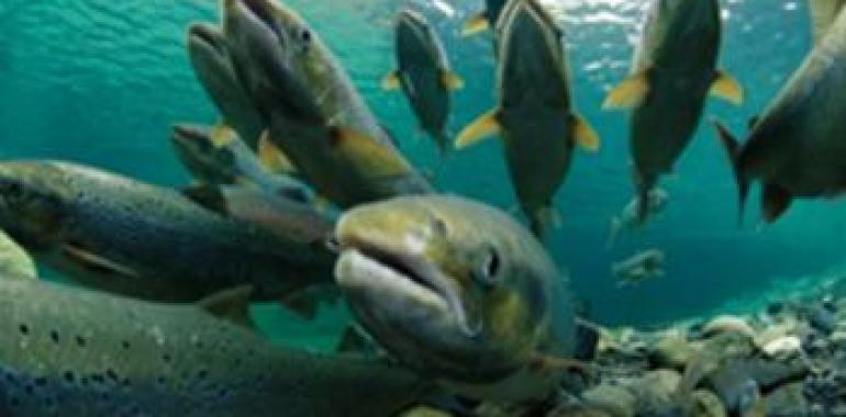 Las fotos "desmienten a los irresponsables que acusan a los pescadores de acabar con los salmones"